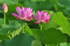 关于夏至你要知道的小知识，不可掉以轻心