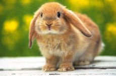 属兔男的属相婚配表大全