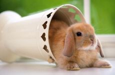 属兔人几月出生最有福气