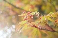 清明节的风俗活动及传统美食