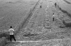 路旁土命适合几月生 农历五月运势稳