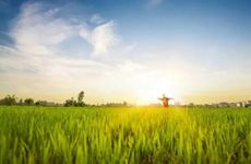 2022年夏至是农历哪一天 夏至的诗句