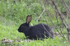 金龙盘玉兔断头婚详解 属龙和属兔婚姻生活不顺心？