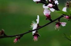 2024龙年没有立春是寡妇年吗