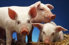 2007年生属猪的人财运 2023年属猪人财运会有突破吗？