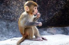 属猴的和属马的婚配好不好