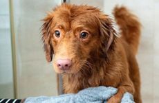 1982年属狗人是火命还是木命