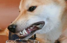 属狗人一生运程