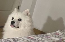 梦见烧火是什么意思