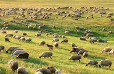 1955年属羊是什么命 属羊人不敢谈婚论嫁原因