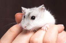 2023年属鼠哪个月有牢狱之灾属鼠人几月小心犯官司