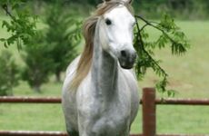 属马人2025年爱情运势