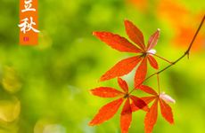 过年客厅放什么花最好 选这几种好运吉祥