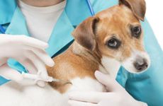 院子里种桂花树好不好 观赏性高吉祥如意之意