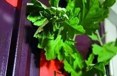 金镯子带右手旺自己吗