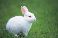 盘点属兔的名人有哪些？