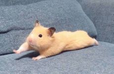 属鼠人2026年适合创业吗