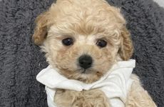 属狗人幸运植物是什么？养哪种植物能招财赚大钱