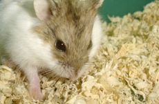 72年属鼠男2026运气如何