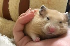 女属鼠不同的月份出生属相配对