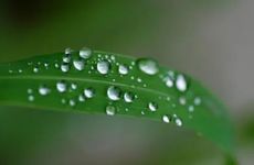 梦见玫瑰花是什么意思 梦见玫瑰花好吗?