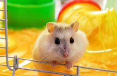 1984年属鼠人42岁会遇到哪些大劫