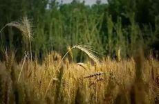 2024年芒种能回娘家吗 适合带什么礼物