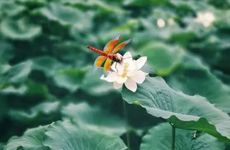 2024年夏至天气状况 夏至节气吃什么传统食物