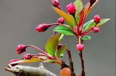 立春那天出生女命是不是不好2024年 拥有富贵命格