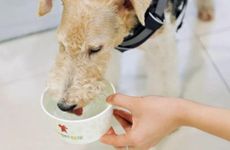 属狗富贵命出生时辰 属狗人几月出生好命