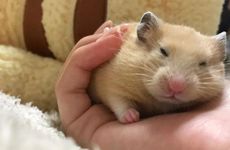 属鼠2021适合搬屋吗 什么时候搬最好