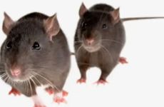 马日冲鼠壬子煞北适合出行吗 属鼠冲鼠怎样化解？