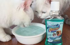 属狗宝宝忌什么属相父母