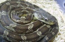 2025年蛇人大忌 2025本命年蛇年要注意什么