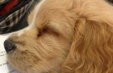 1970年属狗人最难熬年龄 1970年属狗人一生三大坎