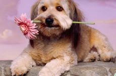 狗2025运势完整版 运势测算属狗人2025年