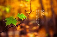 2023年秋分伏萝卜二伏菜三伏里头种白菜 顺应时令耕种