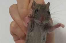 属鼠人2026年可以结婚吗