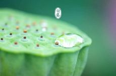 梦见茶叶怎么回事 梦见茶叶有什么预兆