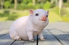 属猪人2022年11月份运势完整版 属猪人2022年11月份运势