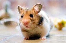 属鼠人出生年份和时间 ​属鼠人流年分析