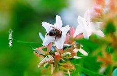 2023夏至忌口三种食物 夏至要吃什么食物