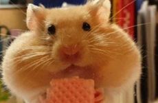 生肖属鼠2022年12月订婚日期 生肖属鼠2022年12月订婚日期宜忌