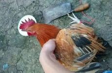 属鸡2023年犯太岁 2023年属鸡冲太岁要注意什么