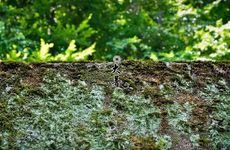 大暑吃什么进补 大暑前后吃什么补