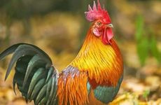 93年属鸡的为什么晚婚命