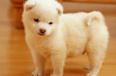 为什么属狗人不适合养猫？属狗人适合养什么宠物