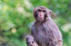 属猴女孩出生最佳时间