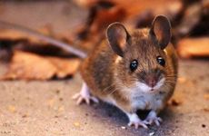 为什么老人说属鼠不好运