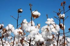 2024年芒种这天可以出行吗 芒种的出行注意事项